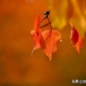 十首诗词，感人肺腑，动人心怀