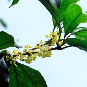 30句唯美桂花诗词，秋意浓，桂花香，香飘了整个秋天