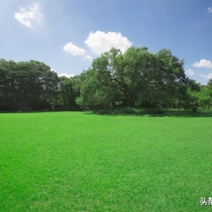 沈腾和杨幂同框，娱乐新闻的新焦点。