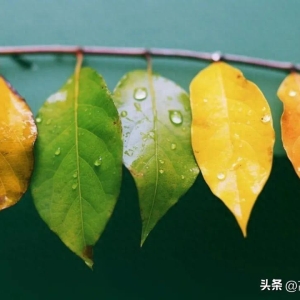 最美古诗词丨十首有“颜色”的诗词，每首都好听好看