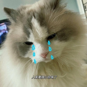十则笑话：看他们耍猴，我更开心