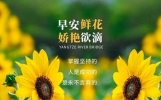 新的一天，新的祝福，美丽早安问候语，事事顺心