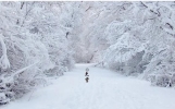 一句简短的雪景句子，冬天下雪场景描写，2023最火下雪文案短句