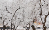 描写雪景的优美段落，描写雪树的唯美句子，写雪景的作文素材文字