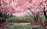 文摘精华好句#情感故事