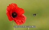【情感故事】一个感人至深的爱情故事