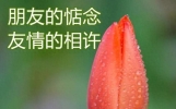 朋友之间的问候语及关心话，致朋友暖心牵挂祝福语