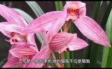 【历史解说】《聊斋胭脂》