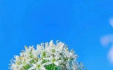 早安吉祥祝福语，清晨问候句子，每天走心情话短句