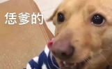 笑话十条：隔壁一对小夫妻，结婚三年从未吵过架