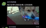 有哪些超搞笑的段子？