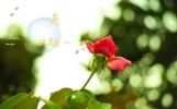 今日最新早上好祝福语大全，相互牵挂，祝福满满！