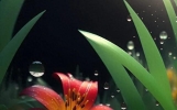 情人泪（短篇小说）（完结篇）