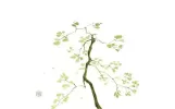 36句超凡的古诗词，仙风道骨，出入红尘任逍遥（收藏）