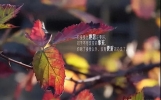 适合发朋友圈的感悟说说心情句子 哪一句触动你