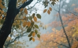 秋天一句简单的叮嘱就像暖阳能让亲人朋友心