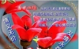 友谊，不离不弃，祝福，永存心里！