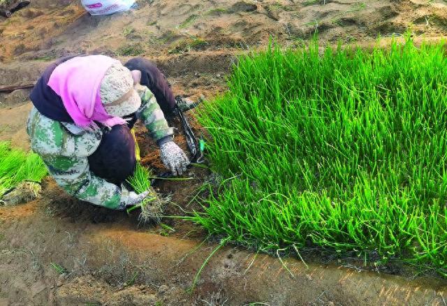洋葱高产的秘密：不止是移栽，更是取舍的艺术