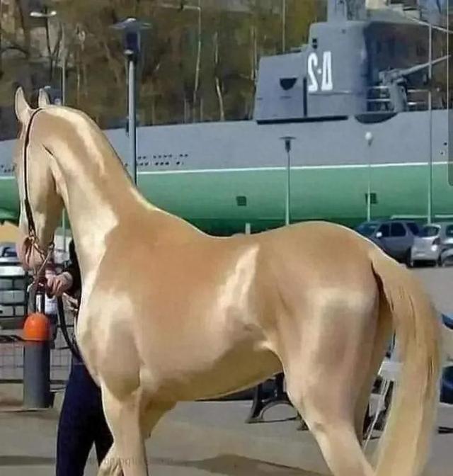 世界之大无奇不有，十九张照片带你看不一样的奇闻趣事