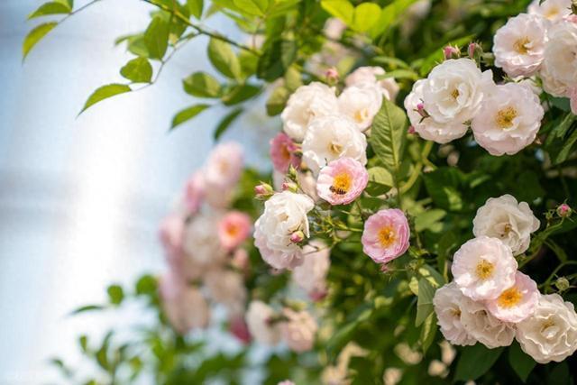 唯美有文采的句子，句句值得品味！收藏