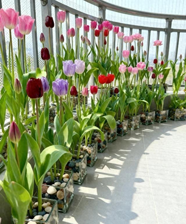 女子因“种出最丑郁金香”崩溃，求求别开了，网友“辣评”太搞笑