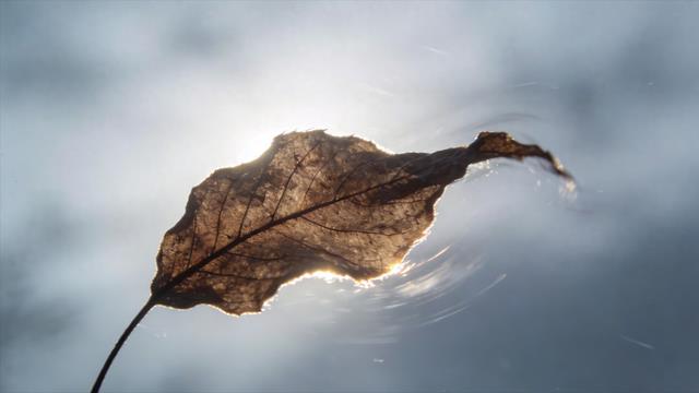 《一片树叶的颤抖》6段精彩段落摘抄+感悟语