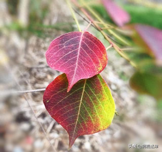 朋友渐行渐远，从来不是意外，而是人生常态