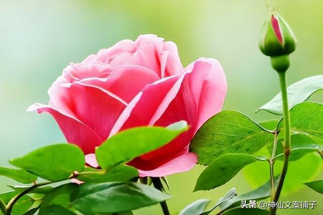 描写月季花盛开的唯美文案句子摘抄