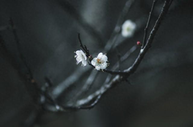 24句唯美古风文案：句句入心，写尽人间山河与岁月清欢