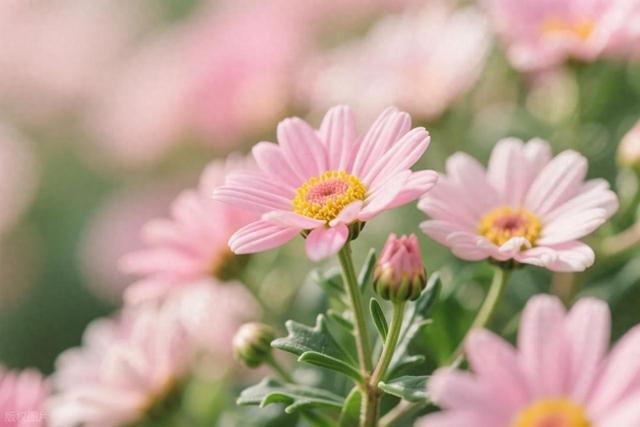 句句文采的古风句子，唯美有才华！值得收藏！