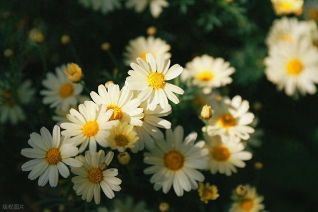 唯美入心的句子，句句很有韵味！