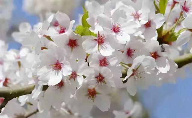 50句春天优美句子，分类整理，摘抄直接用