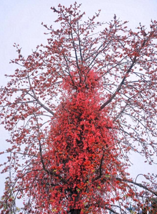 绝了！广州一棵木棉和三角梅“合体开花”，网友辣评：跨物种的爱