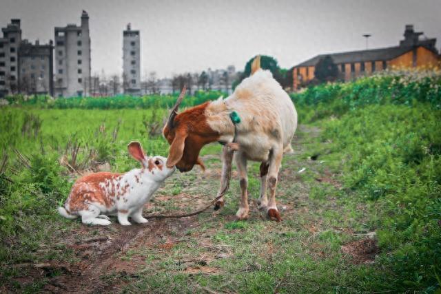 属兔人必看！4月“上上婚”降临，错过再等十年！