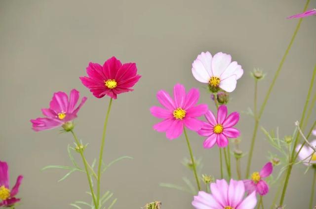 用心生活，微笑前行