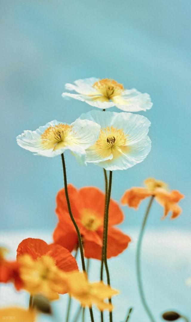 唯美有韵味的句子，条条惊艳！