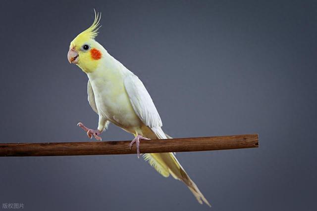 四年级《我的动物朋友》写作指导 + 鹦鹉范文 + 写作小结