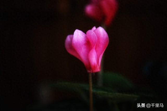 一封思念的情书，写给我最爱的人