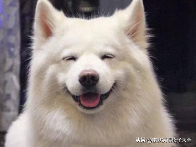 刚出炉的13个最好笑的幽默笑话，笑点拉满，看完能笑一整年