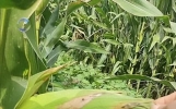 老把式种红薯绝招：空地套种这4种作物，一亩地收两茬钱