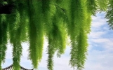 雨落情长，浅夏匆忙，春去陌上花已尽，微风细雨不辞归
