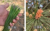不是看到二叶松针就叫马尾松，怎么简单粗暴的去分辨