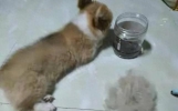 15个搞笑段子个个都是经典笑