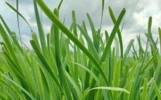 小苏打——韭菜的好帮手，巧用一招，韭菜浓绿壮实