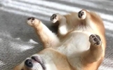 笑死人不偿命，13个超解压的笑话！个个搞笑，句句幽默，笑到肚子疼！专治不开心