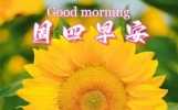 清晨唯美寄语祝福短句，早上好温馨问候词语，天天问候真情在，健康快乐每一天