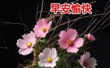 17句最新版最漂亮的早上好短语句子，早上好问候祝福精选图文大全 。