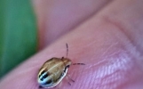 遛狗回来发现这种虫子？3个蜱虫真相，第2个能要命