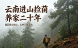 云南进山捡菌养家二十年，真正靠山吃山，从来不靠运气。