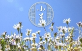 小暑节气：古老农谚背后的天气惊奇与生存智慧